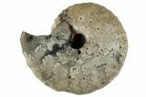 Cretaceous Ammonite (Thomasites) Fossil - Nigeria #262532-1